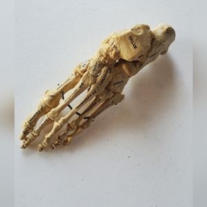 Anatomy Teaching Prop - Foot Bones, Labeled